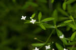 Bluntleaf bedstraw